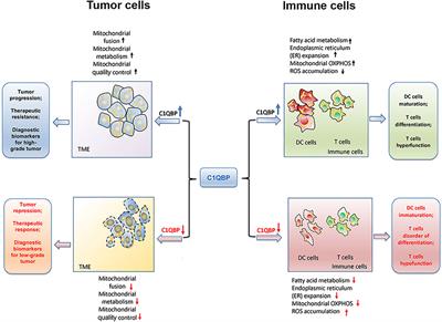 C1QBP regulates mitochondrial plasticity to impact tumor progression and antitumor immune response